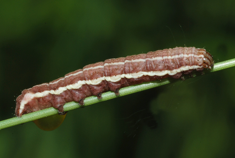 19 bruco da det. - Noctuidae